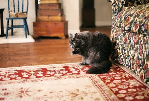 серый кот умывается с утра возле дивана