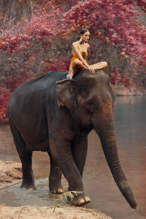 девушка в позе лотоса на слоне