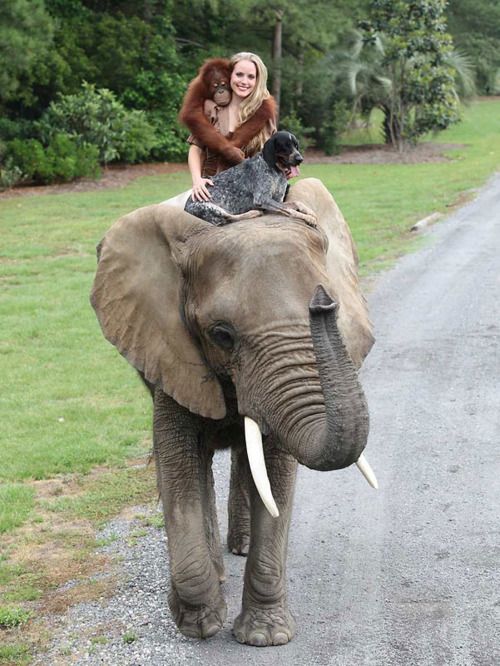 девушка с обезьяной и собакой на слоне