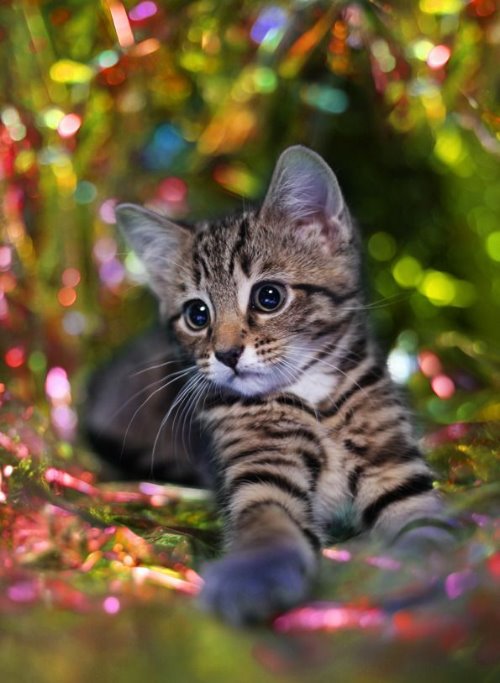 полосатый котенок под елкой