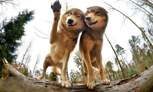 два волка на бревне передают привет