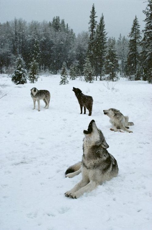 стая волков зимой воет