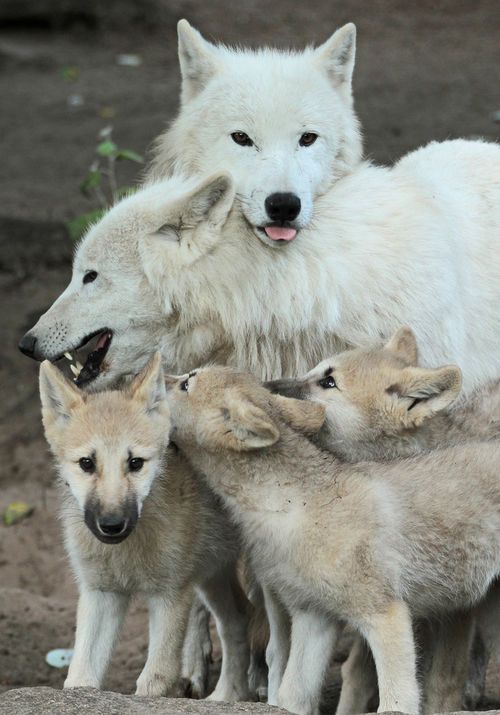 волчья семья с волчатами