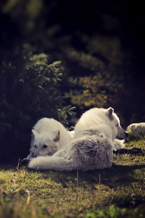 пара белых волков на лужайке