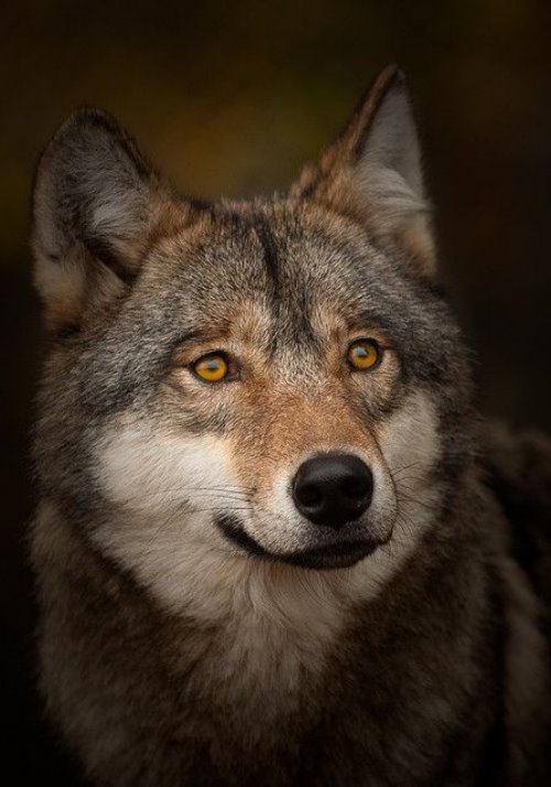 загадочный волк