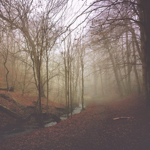 река в лесу в тумане