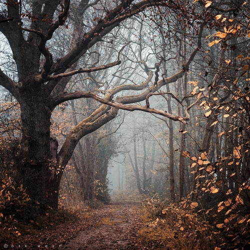 осенняя туманная тропа в лесу