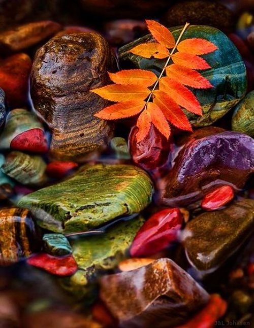 ярко оранжевый листок на разноцветных мокрых камнях осенью