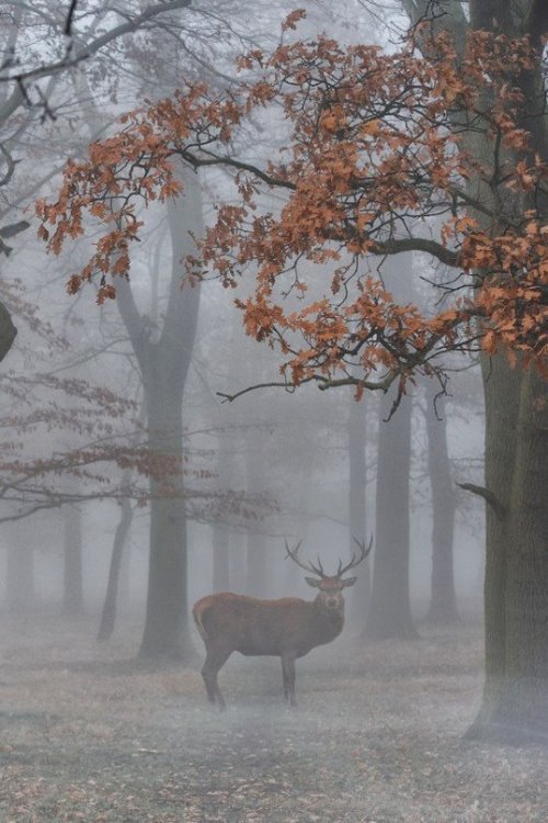 олень в тумане в осеннем лесу