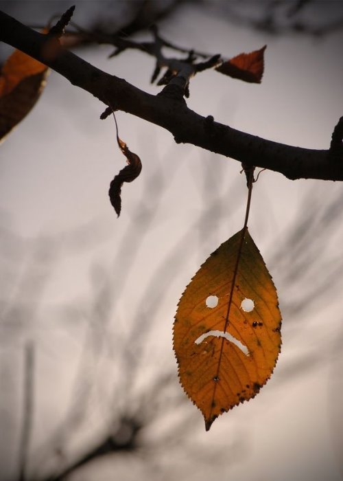 грустный меланхоличный лист на ветке