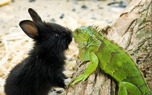 кролик нюхает хамелеона
