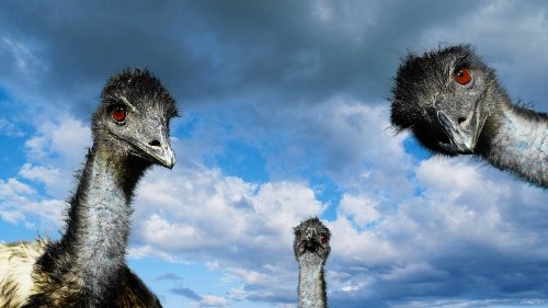 три страуса заглядывают с любопытством