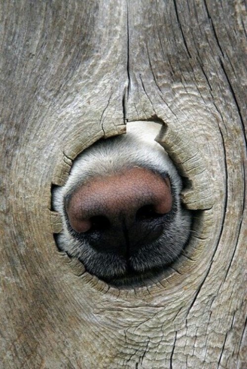 нос собаки в щели деревяного забора