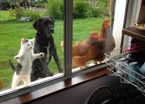 котенок, пес и две курицы заглядывают в окно с любопытством