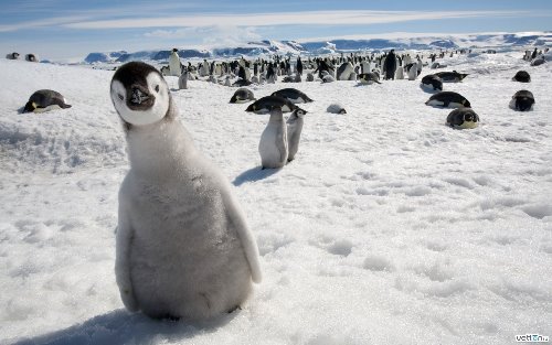пингвинята