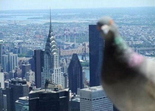 любопытный голубь на панораме города