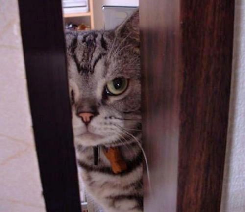 кот заглядывает в дверную щель