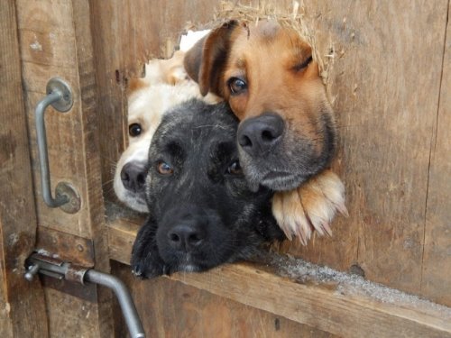 три собаки заглядывают в дыру в заборе