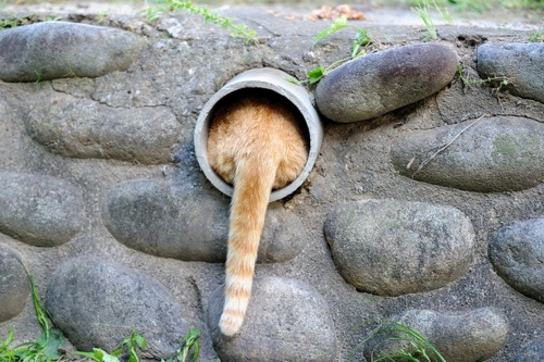 любопытный рыжий кот залез в трубу свесив хвост