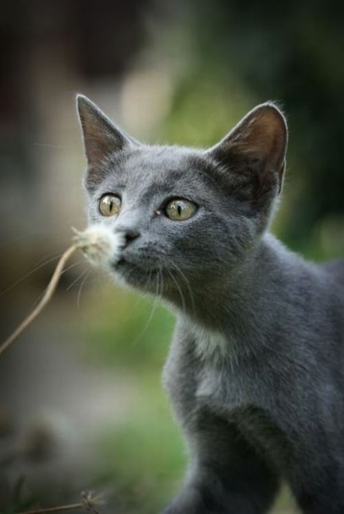 серый котенок нюхает одуванчик