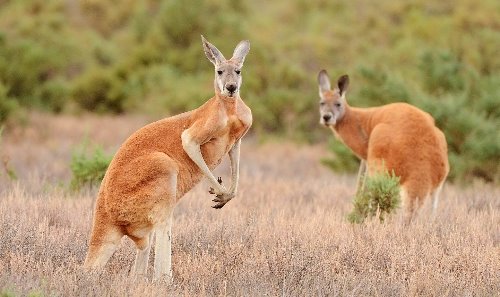два любопытных рыжих кенгуру