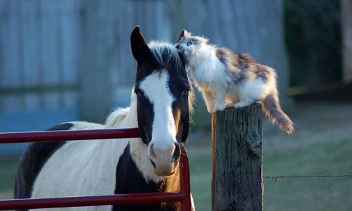 пушистая кошка трется об черно белую лошадку