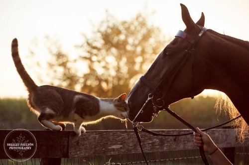 котик и лошадка лучшие друзья на заборе