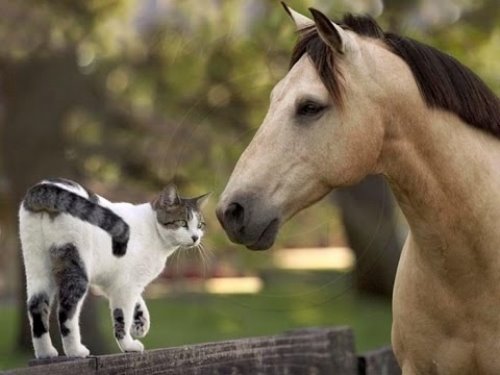 кот и конь дружат