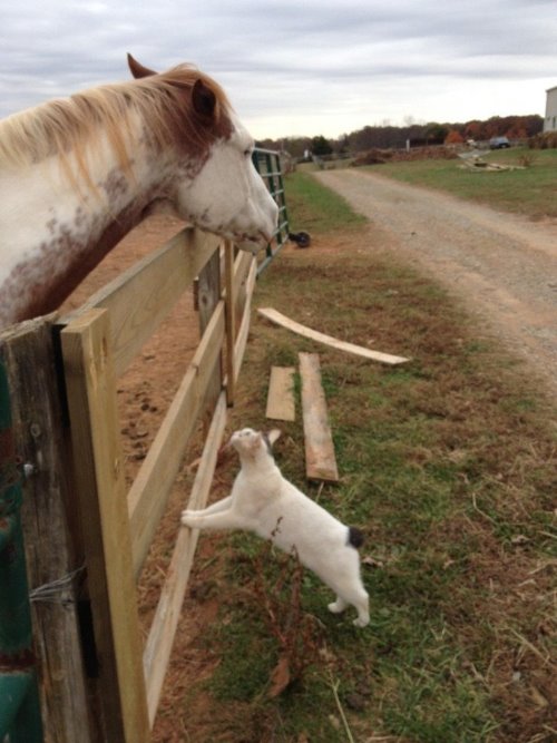 кот без хвоста дружит с белой лошадью