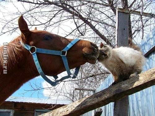 кошачье конячья любовь