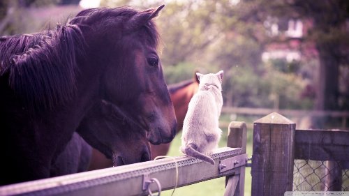 кот сидит на заборе возле лошадей