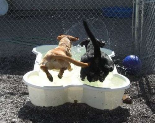 два пса прыгают в детский бассейн