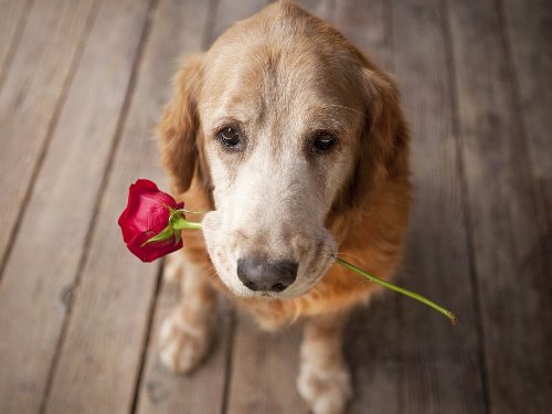 собака с цветком в пасти