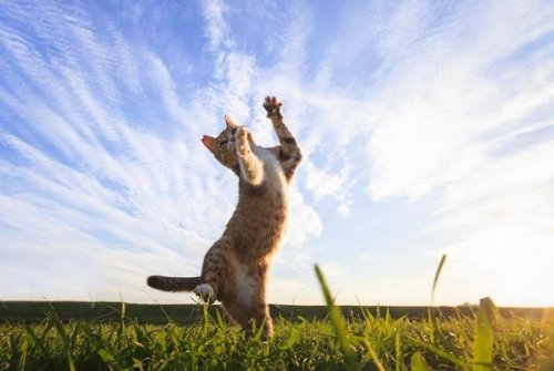 кот вертикально прыгает по траве
