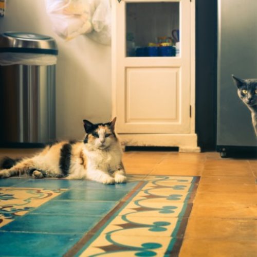 две кошки на кухне