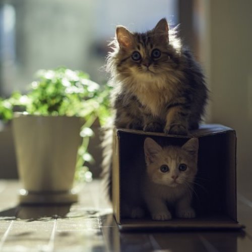 два котенка и коробка