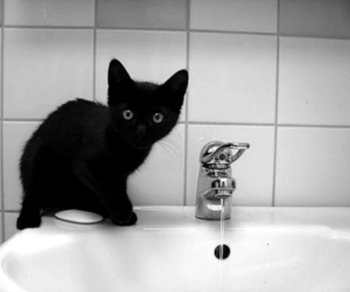 черный котенок на умывальнике
