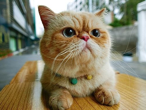 голубоглазый рыжий кот на улице