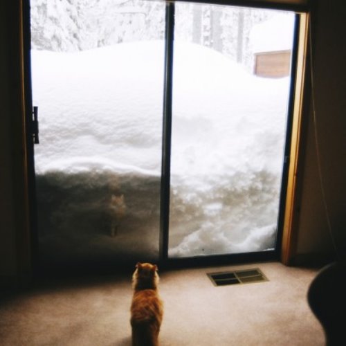 кошка смотрит как завалило снегом