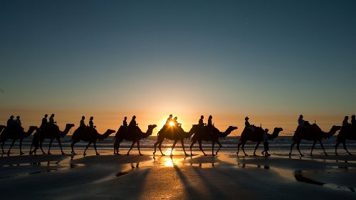 караван верблюдов в лучах вечернего солнца