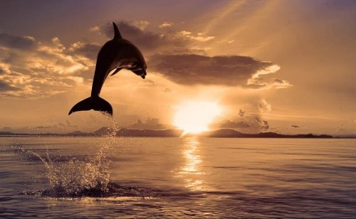 дельфин на фоне уходящего солнца