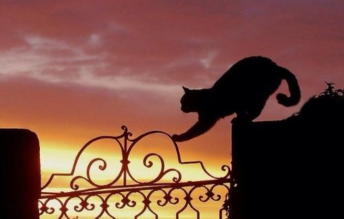 кошка осторожно перемещается по забору вечером на закате дня