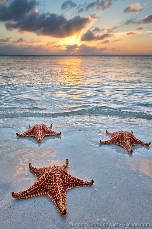 три морские звезды на закате солнца