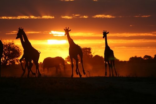 бегущие жирафы и слоны вечером на заходе солнца