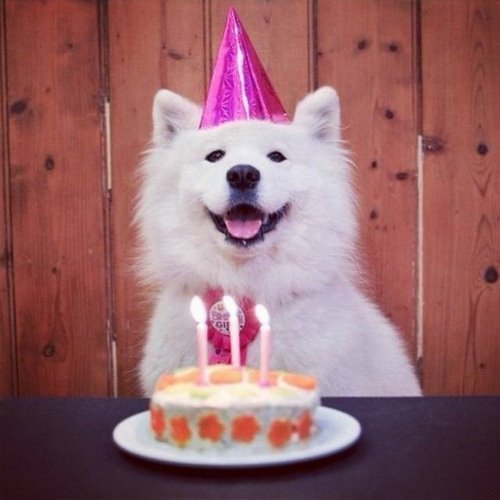 белая собачка празднует свой 3й день рождения