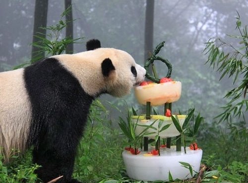 панда празднует день рождения