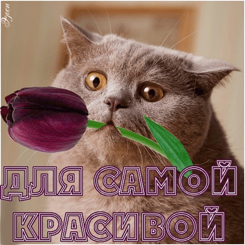 сервый котик дарит тюльпан самой красивой