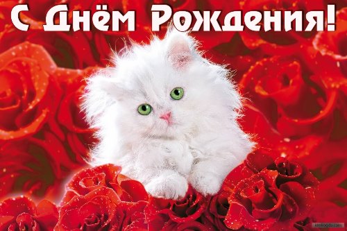 котенок милаш среди красных роз поздравительная открытка