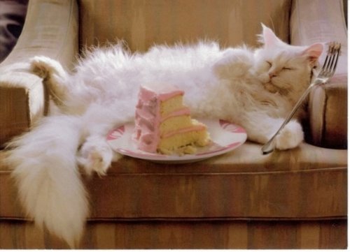 белый большой пушистый кот объелся торта и лежит на спине