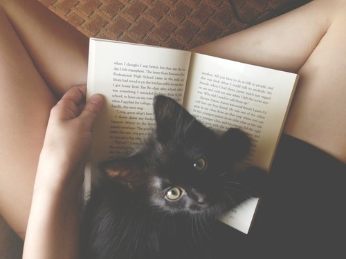 черный котёнок не даёт читать книгу